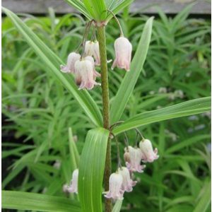 Polygonatum verticillatum rubrum - Salamonpecsét