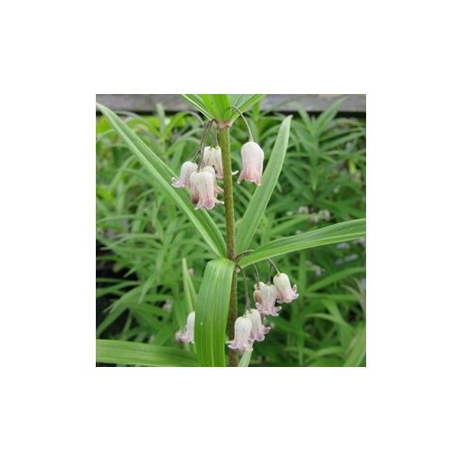 Polygonatum verticillatum rubrum - Salamonpecsét