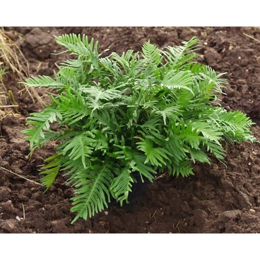 Polypodium cambricum Whitley Giant - Óriás édesgyökerű páfrány