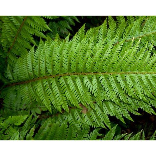 Polystichum aculeatum - Vesepáfrány