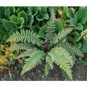 Polystichum braunii - Vesepáfrány