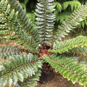 Polystichum neolobatum - Vesepáfrány