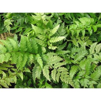 Vesepáfrány (Polystichum)