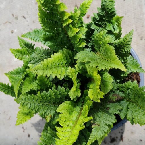 Polystichum setiferum Congestum - Vesepáfrány