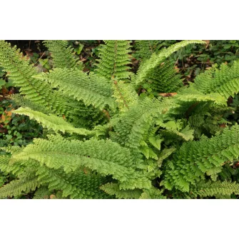 Vesepáfrány (Polystichum)