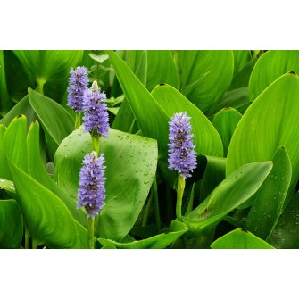 Sellővirág (Pontederia)