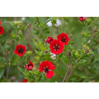 Pimpó (Potentilla)