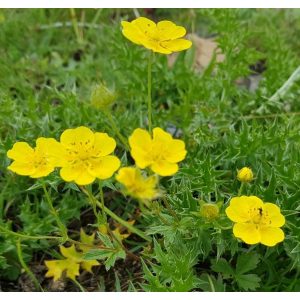 Potentilla aurea - Pimpó
