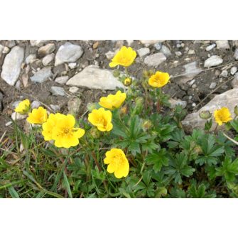 Pimpó (Potentilla)