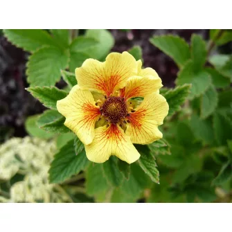 Pimpó (Potentilla)