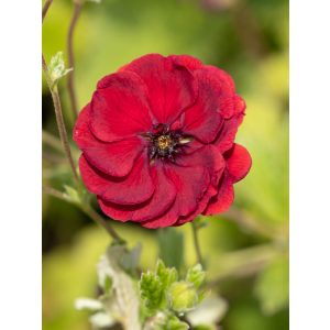 Potentilla Flamboyant - Pimpó