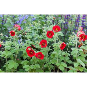 Potentilla Flamenco - Pimpó