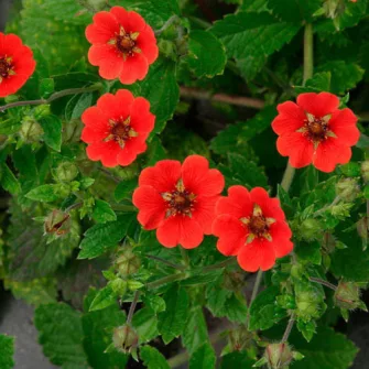 Pimpó (Potentilla)