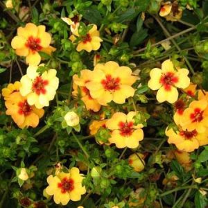 Potentilla tonguei - Pimpó