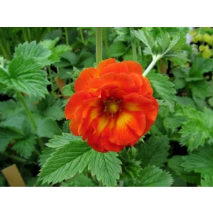 Potentilla William Rollisson - Pimpó