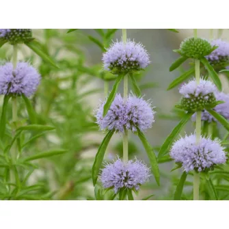 Angol menta (Preslia)