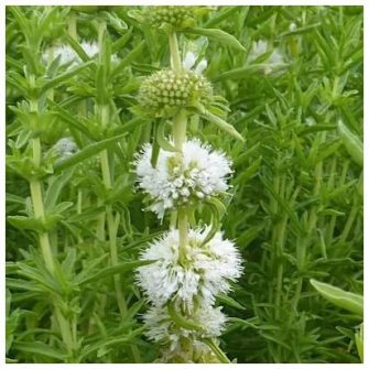 Angol menta (Preslia)