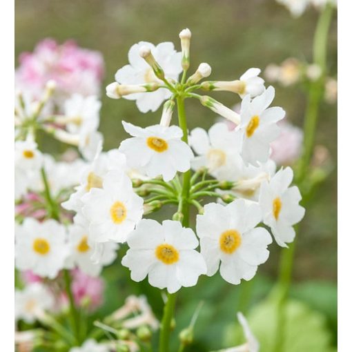 Primula japonica Sneeuwwitje - Japán kankalin