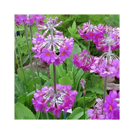 Primula beesiana - Kankalin