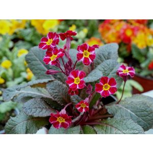 Primula Dark Rosaleen - Kankalin
