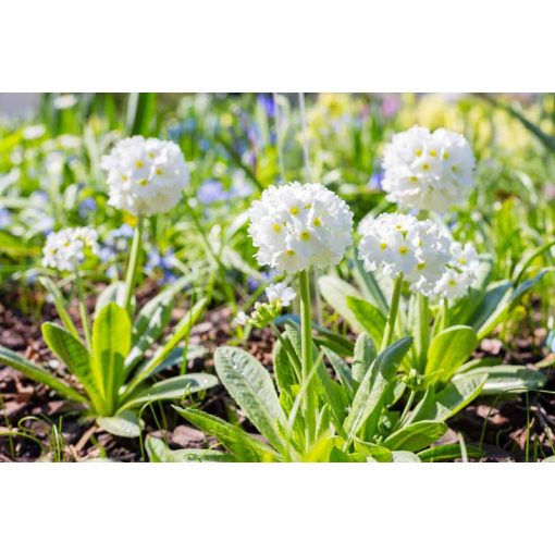 Primula denticulata Alba - Gömbös kankalin