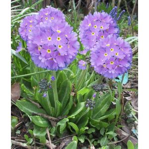 Primula denticulata Prom Lilac - Gömbös kankalin