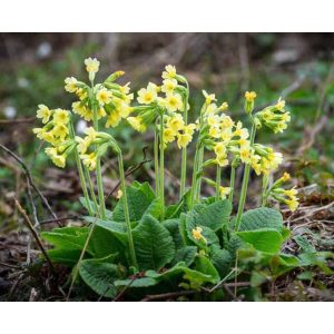 Primula elatior - Sugárkankalin