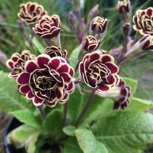 Primula Elizabeth Killelay - Kankalin
