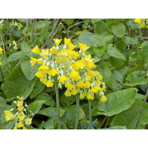 Primula florindae - Óriás kankalin