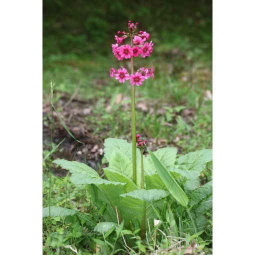 Primula japonica - Japán kankalin