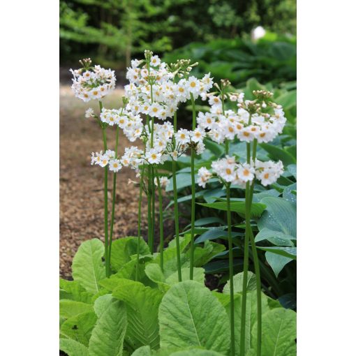 Primula japonica Alba - Japán kankalin