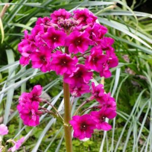 Primula japonica Carmine - Japán kankalin