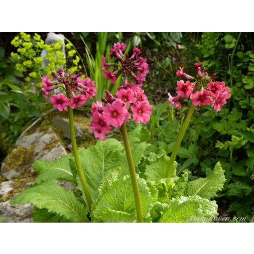 Primula japonica Millers Crimson - Japán kankalin