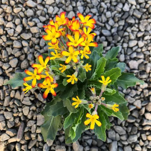 Primula Oakleaf yellow Picotee - Kankalin