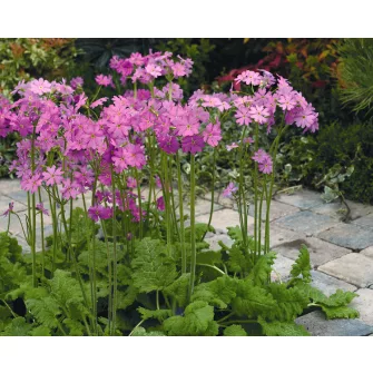 Kankalin (Primula)