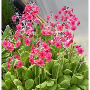 Primula pulverulenta - Kandeláber kankalin