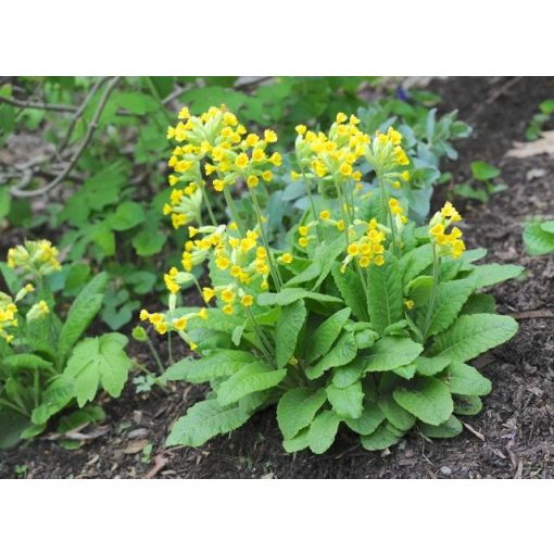 Primula veris - Tavaszi kankalin