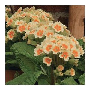 Primula veris Lime With Orange - Tavaszi kankalin