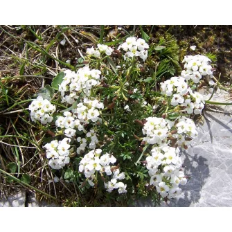 Szirtőr (Pritzelago)