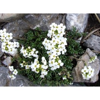 Szirtőr (Pritzelago)