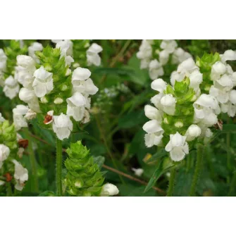 Gyíkfű (Prunella)