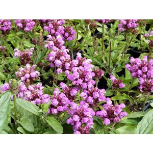 Prunella grandiflora Bella Pink - Nagyvirágú gyíkfű