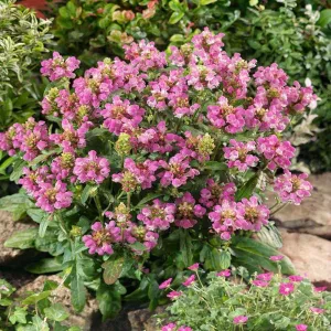 Prunella grandiflora Bella Rose - Nagyvirágú gyíkfű