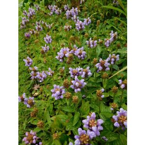 Prunella grandiflora Loveliness - Nagyvirágú gyíkfű