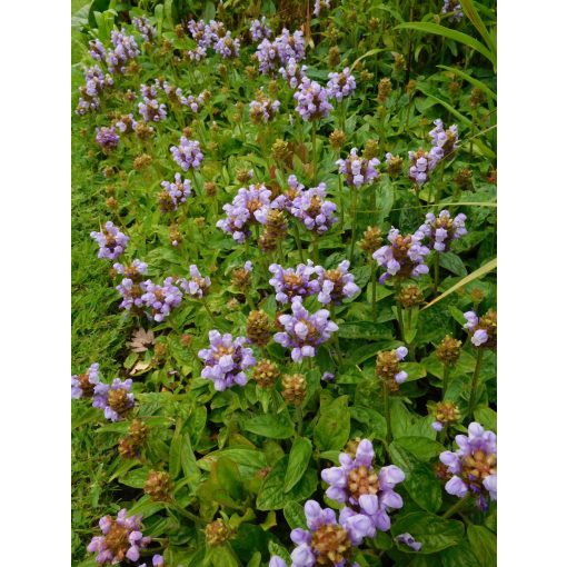 Prunella grandiflora Loveliness - Nagyvirágú gyíkfű