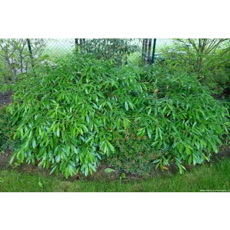 Prunus