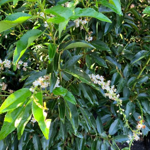 Prunus lusitanica Angustifolia - Portugál babérmeggy
