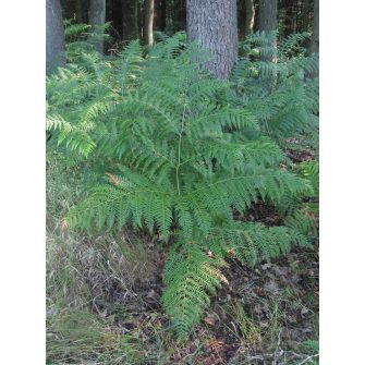 Saspáfrány (Pteridium)