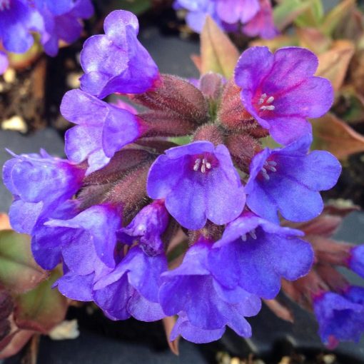 Pulmonaria angustifolia - Keskenylevelű tüdőfű