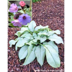 Pulmonaria Blakes Silver - Tüdőfű